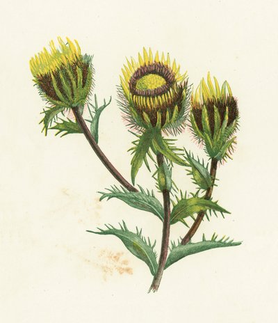 Carline Thistle by English School